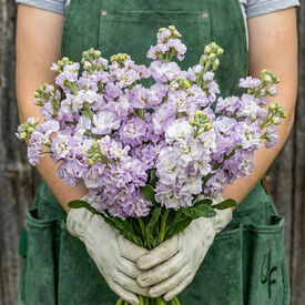 Iron Marine, Stock Seeds